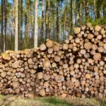 Filière Bois en forêt