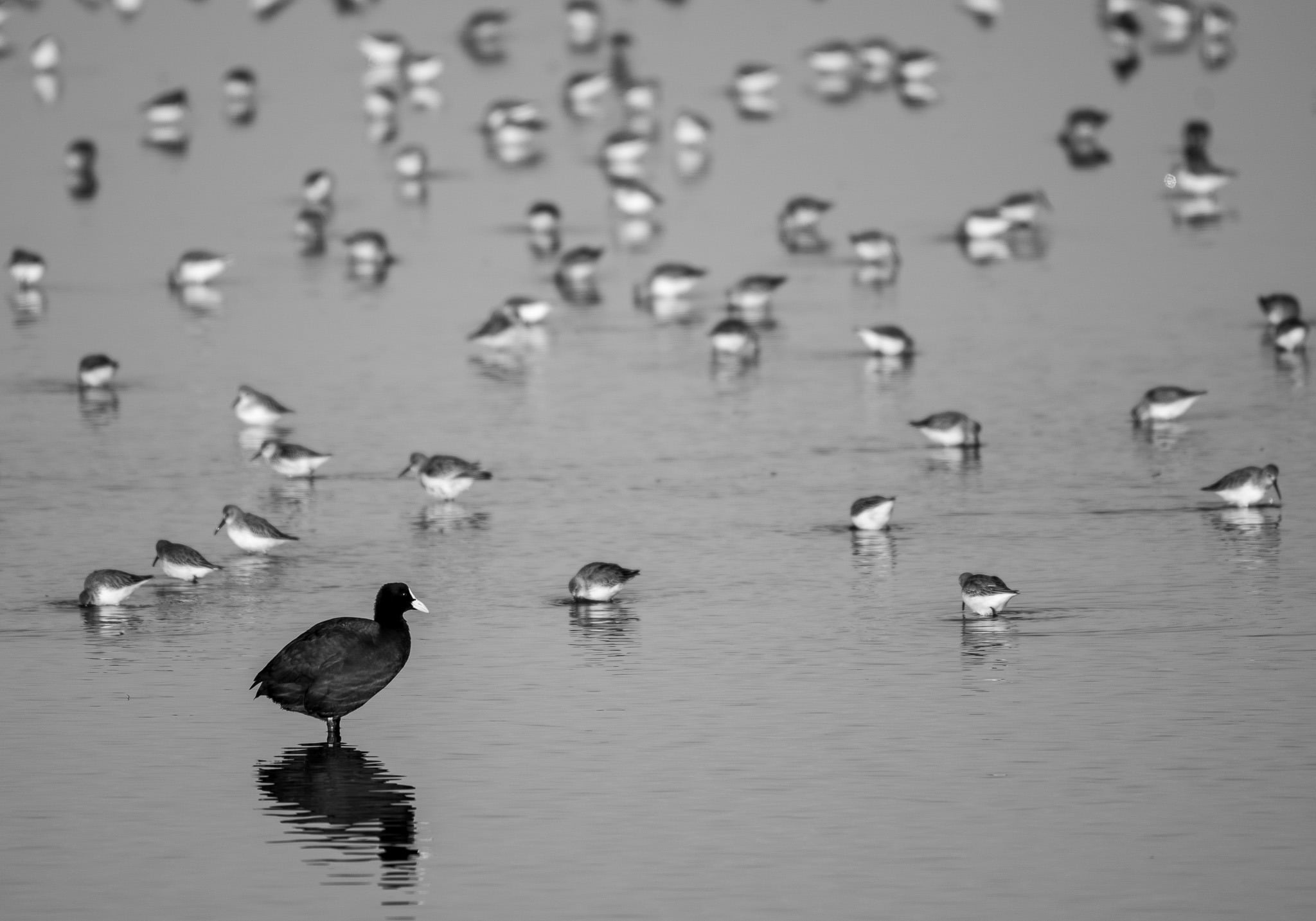 MIGRATLANE - oiseaux migrateurs au sol - bécasseau barge chevaliers spatule - Photo de Jimi RIVAUD
