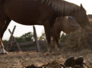 Fumier équin, de cheval