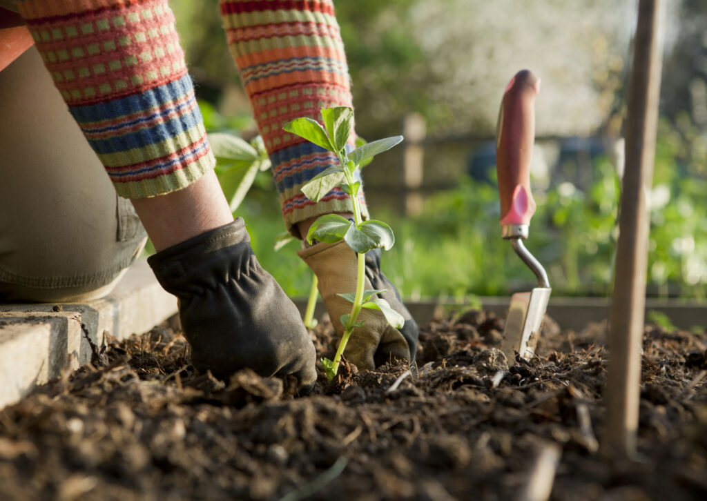 Actualités - COBAN Jardiner au naturel - Vignette Actu