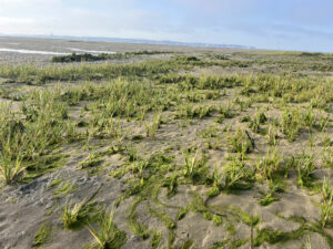 Spartine anglaise