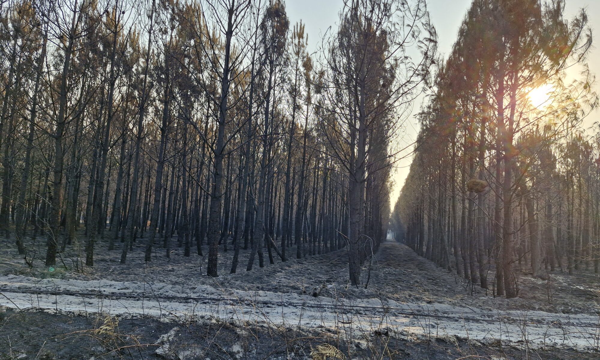 Pins incendiés - Incendie juillet 2026