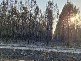 Pins incendiés - Incendie juillet 2026