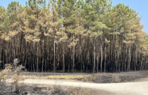 L'incendie de l'été : un territoire mis à l'épreuve - COBAN